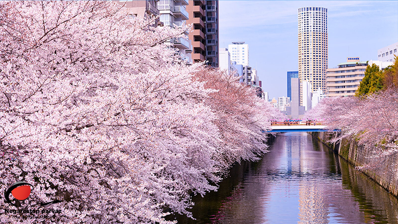 رودخانه مگورو (Meguro River)